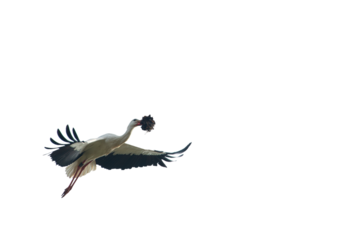 White stork flying carrying straw png isolated transparent