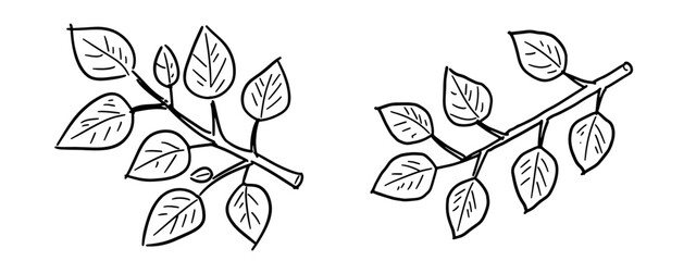 Hand drawn vector of set of leaves and branches, minimal style, vintage crayon.