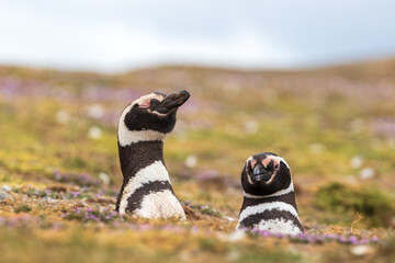 Two Magellanic Penguins sticking out head from whole on grassy landscape on Magdalena Island, Punta Arenas, Chile