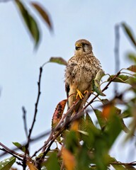 ein Turmfalke auf einem Kirschbaum
