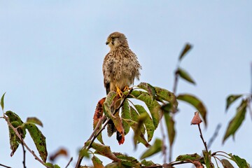 Turmfalke hoch oben in der Baumkrone