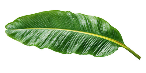 Obraz premium Green Banana Leaf with Water Droplets isolated on a transparent background