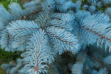 Close-Up of Blue Spruce Tree Foliage – Silvery-Blue Needles on Colorado Blue Spruce Branches in Garden Setting, Ideal Evergreen for Landscape Design, Windbreak, or Winter Interest