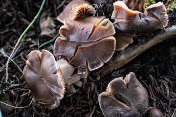 Rosastieliger Wasserkopf Cortinarius vernus in den schweizer Alpen
Pink-stemmed Watercap Cortinarius vernus in the Swiss Alps