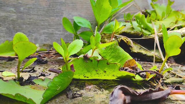 Vibrant Bryophyllum Leaf Growth Capture