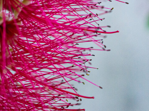 Detail of a flower of the bottlebrush tree.