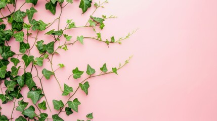 Green Ivy Vine Tendrils Frame A Delicate Pink Background In A Natural on transparent background