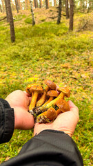 Polish mushrooms or boletus mushrooms in men's palms
