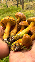 Polish mushrooms or boletus mushrooms in men's palms
