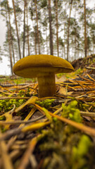 Polish mushroom or boletus close-up in the forest