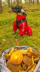 A black poodle in red clothes against the background of mushrooms in the forest