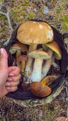 Mushrooms in a basket and a hand mark, thumb up