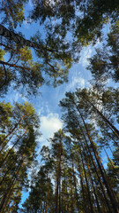 Beautiful tall pine trees against the blue sky