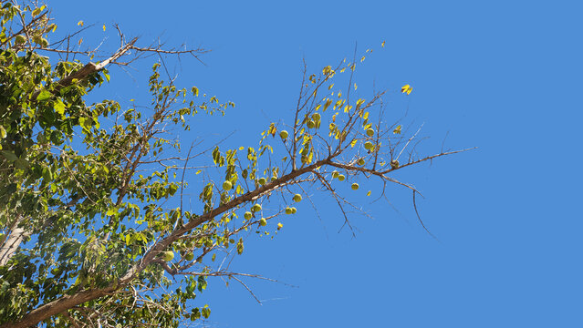 A fruiting branch of osage orange (maclura pomifera) is a resilient, drought-tolerant tree, native to the central america