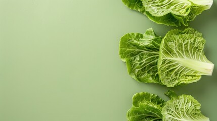 Fresh Romaine Lettuce on Green Backdrop Plant Based Organic Vegan Healthy on transparent background