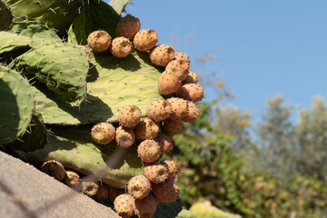 Fruits of prickly pear cactus (Opuntia) is a genus of arid-adapted plants with flavorful fruit and showy flowers. 