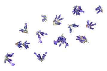 Lavender flowers isolated on a white background, top view. Lavender blossoms.