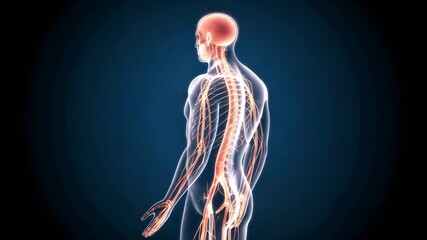 Human nervous system anatomy illustration: 3D render demonstrating the brain and entire nerve network on a dark background. - Powered by Adobe
