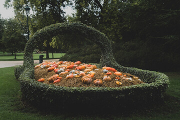 garden full of pumpkins