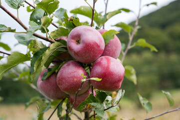 Fresh and organic red apples growing on an apple tree. Red and juicy apples on a tree. 