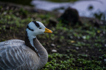 goose on the grass