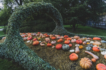 pumpkin in the garden