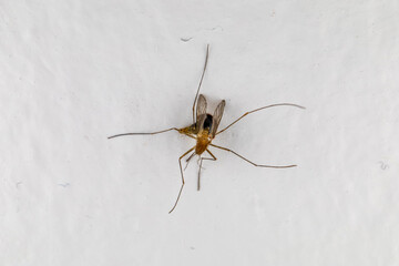 Detailed close-up of a dead mosquito on a white background, representing pest and insects