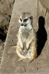 Fototapeta premium Portrait of cute small meerkat
