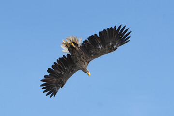 White-tailed eagle - Haliaeetus albicilla soaring gracefully in the clear blue sky above the Szczecin Lagoon, Poland. View of the bird's wings and tail from below.