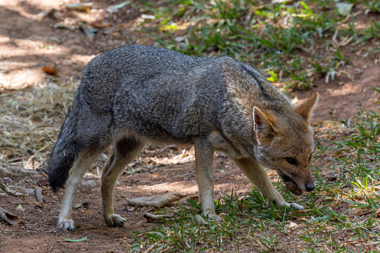 Hoary fox - Lycalopex vetulus 