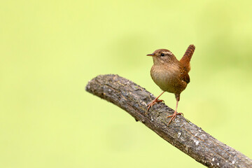 Strzyżyk (Troglodytes troglodytes)