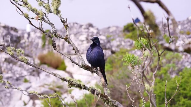 Bird at Table Mountain in Cape Town, South Africa. Fork tailed Drongo, also known as the Common Drongo or African Drongo.&nbsp;This species is native to Africa.
