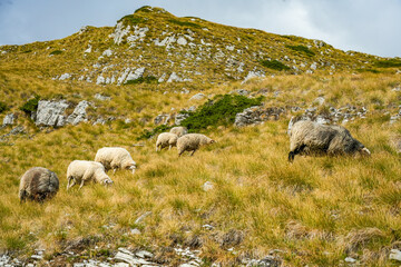 Fototapeta premium Sheep, goats, and rams grazing on golden hillside