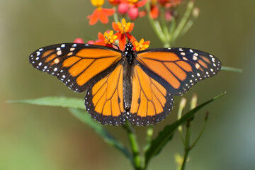 Butterfly 2019-262
Monarch butterfly (Danaus plexippus)