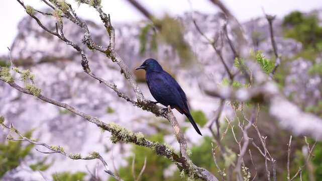 Bird at Table Mountain in Cape Town, South Africa. Fork tailed Drongo, also known as the Common Drongo or African Drongo.&nbsp;This species is native to Africa.
