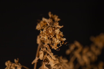 Close-up of a dry, withered plant, with a focus on its fragile texture and a natural brown color palette