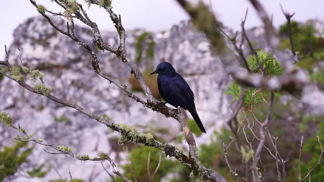 Bird at Table Mountain in Cape Town, South Africa. Fork tailed Drongo, also known as the Common Drongo or African Drongo.&nbsp;This species is native to Africa.
