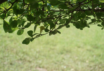 The lawn and ornamental plants in the photo from above look good as a background image for a design theme with shades of green and peace
