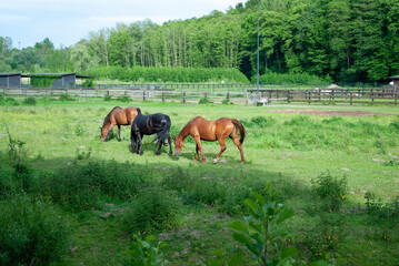 A green pasture with grazing bay horses on a sunny day. A summer rural landscape with domestic red and black horses grazing in a pasture under a cloudy blue sky.