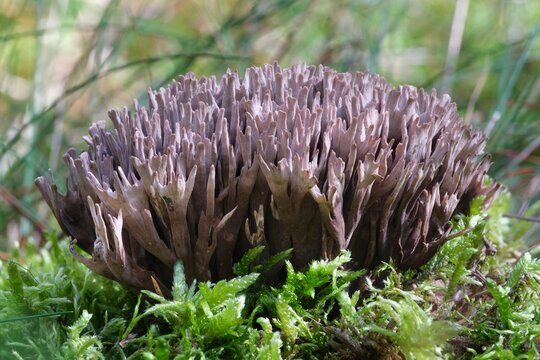 Thelephora palmata commonly known as the fetid false coral or stinking earthfan in forest. The common names of the fungus refers to its pungent odor, likened to fetid garlic.