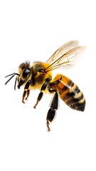 Honeybee in flight against white