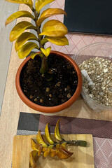 Zamioculcas cuttings, indoor plants, floriculture