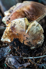 Steinpilz, Boletus edulis wächst aus dem Boden und verdrängt die Erde
Boletus edulis grows out of the ground and displaces the earth