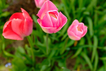 Top View of Blooming Pink Tulips in Garden – Vibrant Spring Flowers with Green Leaves and Natural Lighting in Outdoor Floral Landscape