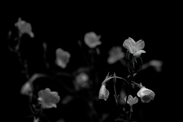 Blooming Flower in Black and White Tone