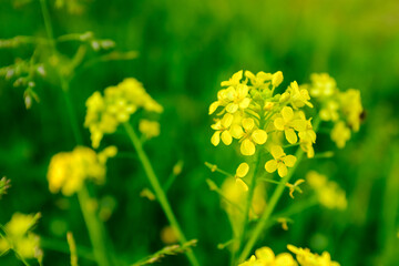 Bright Yellow Mustard Flowers Blooming in Green Field Close-Up – Brassica Plant Blossoms in Vibrant Spring Nature with Soft Background