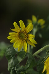Close-up of a vibrant yellow sunflower in bloom, with green leaves.