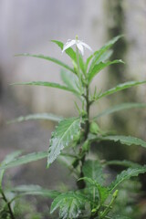 Close-up of a green plant with a single white flower.