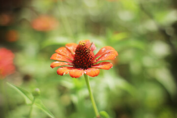 Close-up of a vibrant orange Zinnia flower in a garden setting.