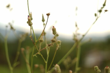 Close-up of wild plants with blurred background.